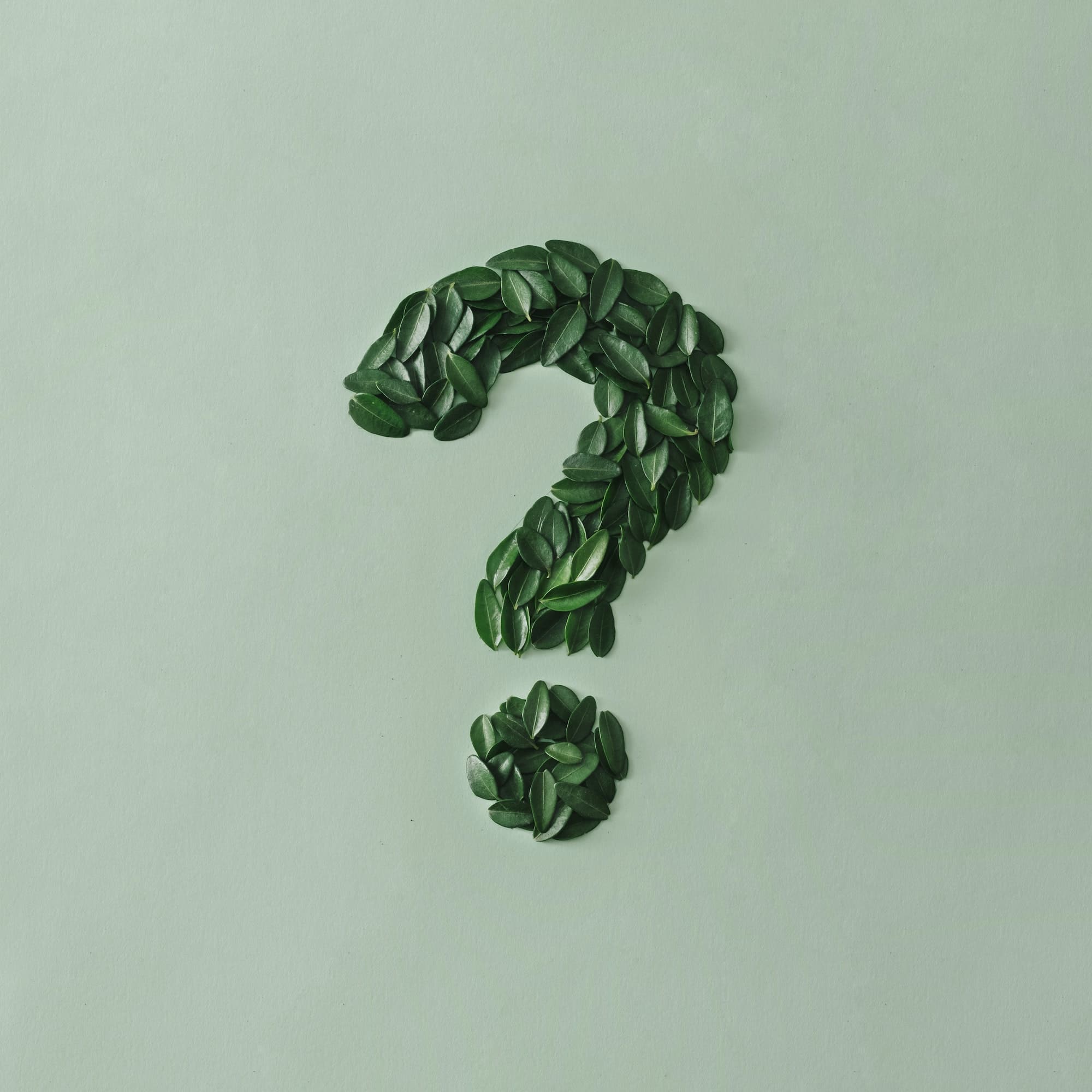 Question mark formed of small green leaves on a matching card